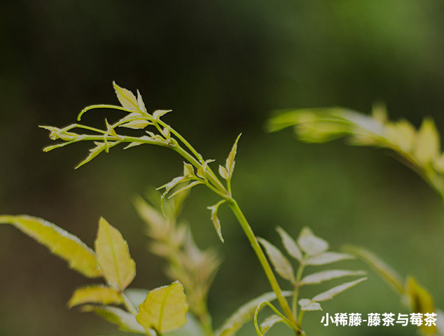 小稀藤调养茶：天然富硒，调理身心的健康佳品