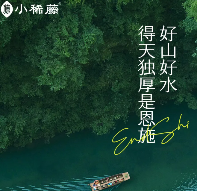 小稀藤茶·探秘