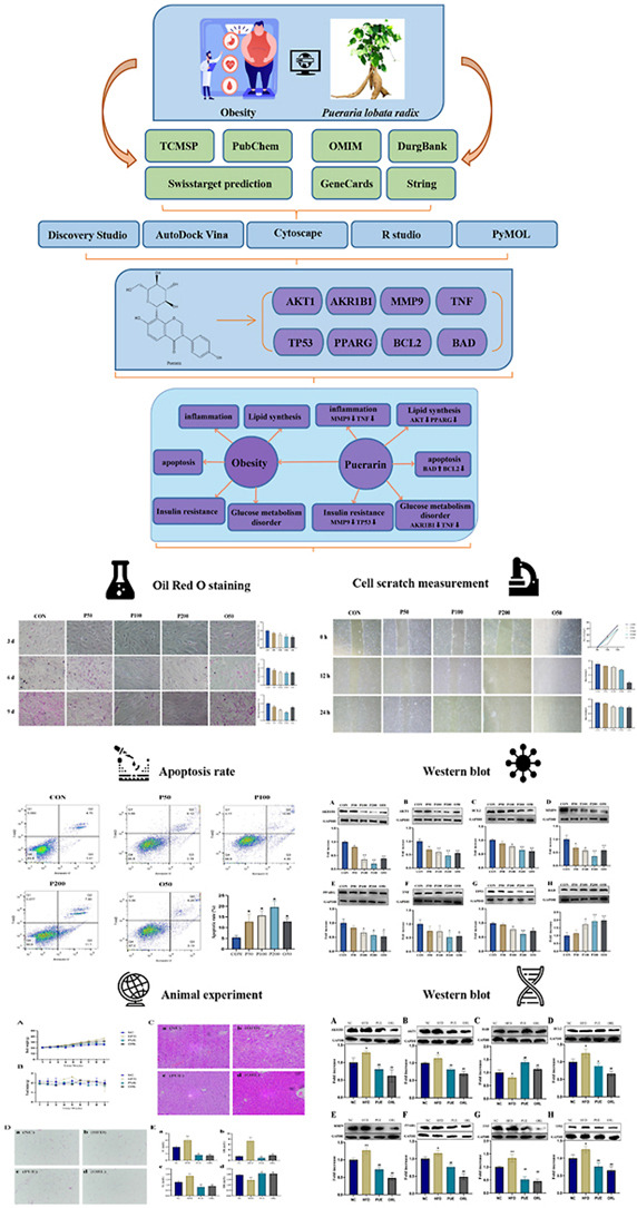 网络药理学+分析对接，探索葛根在肥胖调节中的作用！！